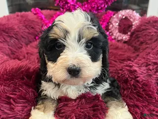 Mini Bernedoodle dogs Margarita - Ad 20