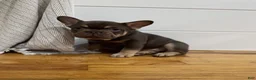 French Bulldog dogs for sale: Purps - Ad 4