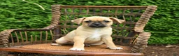 Jug dogs for sale: Kermit - Ad 3