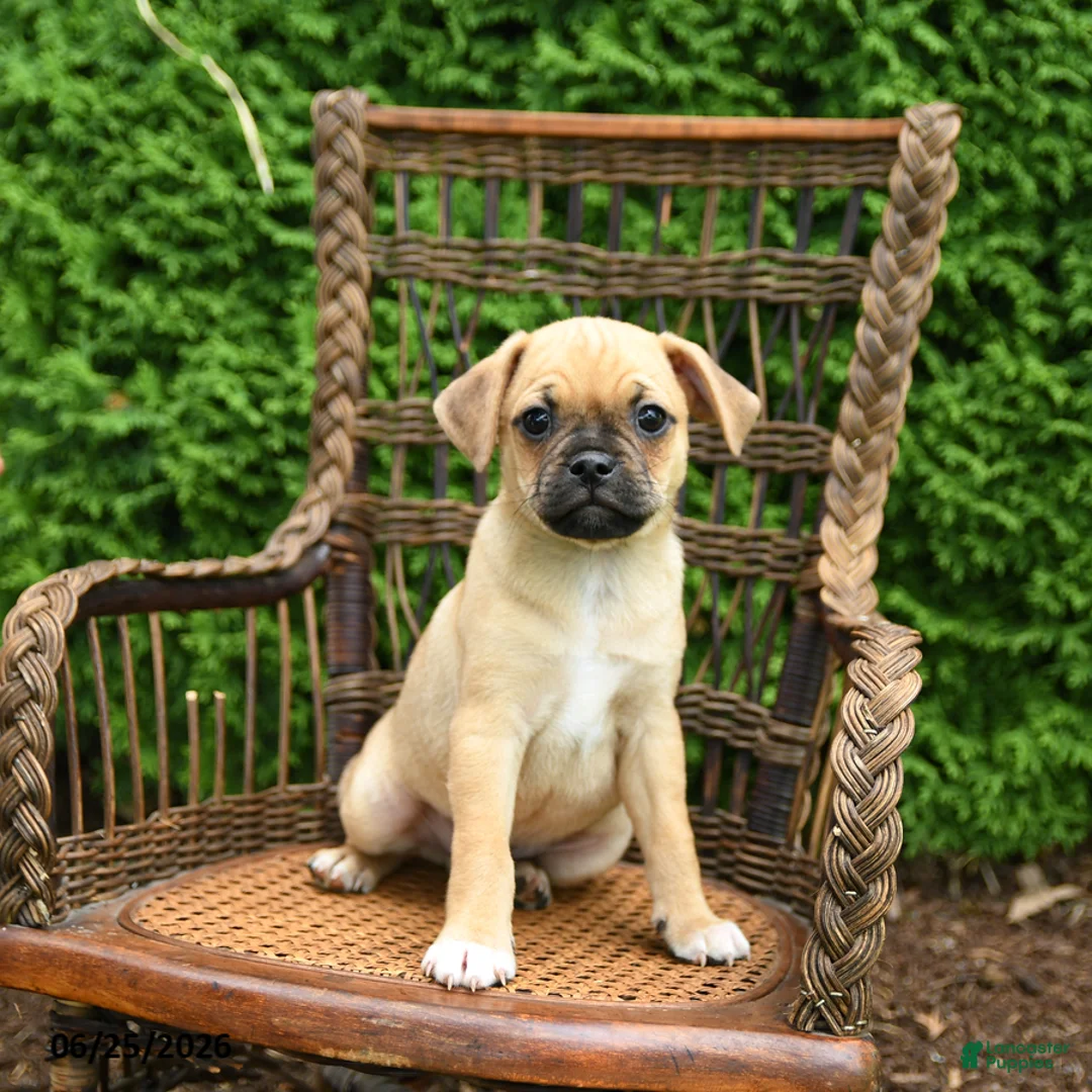 Jug dogs for sale: Kermit - Ad 3