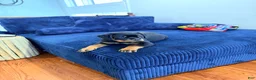 Rottweiler dogs for sale: Yoshi - Ad 7