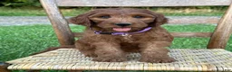 Irish Doodle dogs for sale: Molly - Ad 6