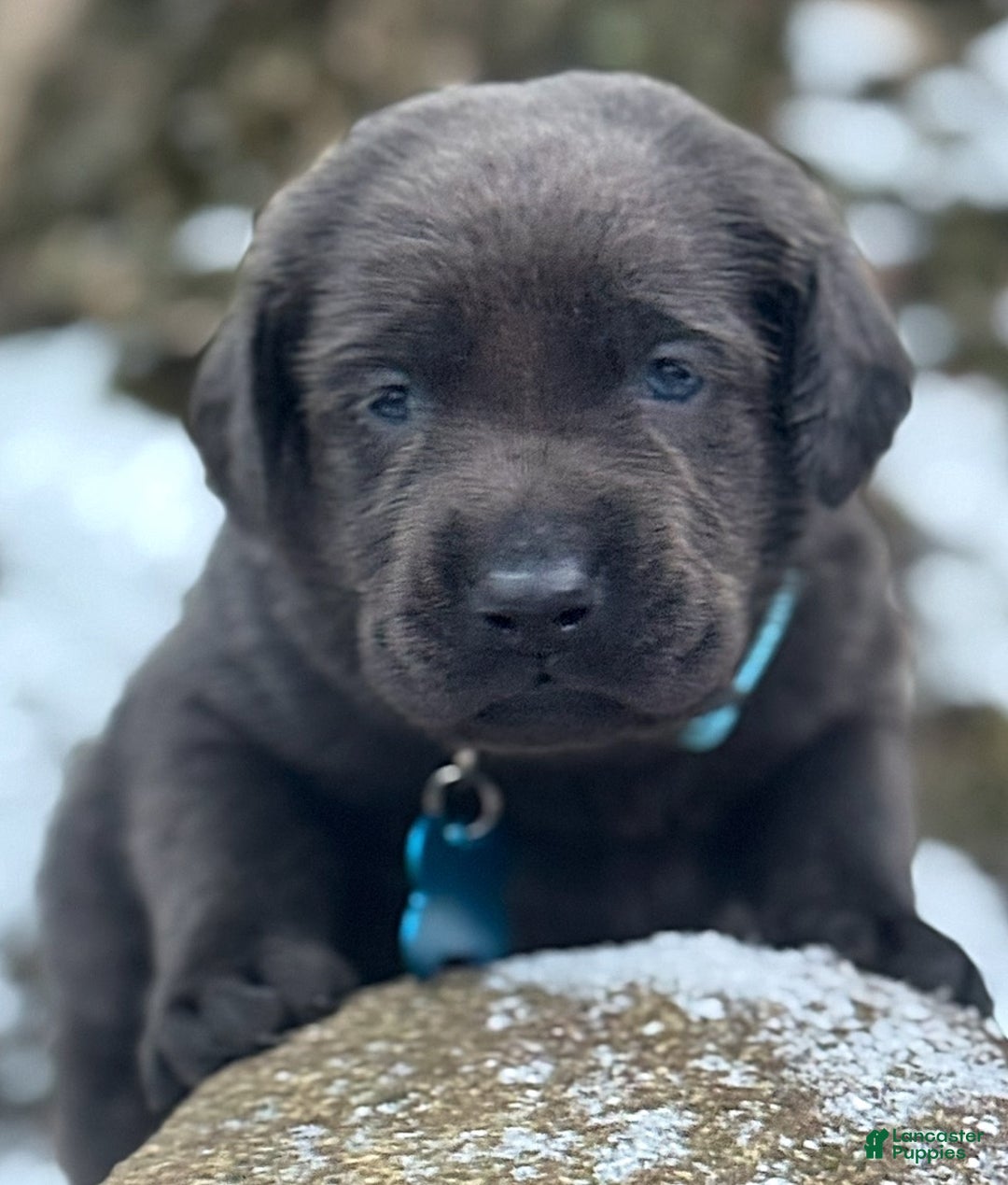 Labrador Retriever dogs for sale: Labrador Retriever Puppy 1 - Ad 15