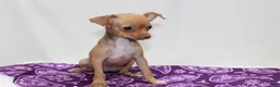 Chihuahua dogs for sale: Chihuahua 4 - Ad 4