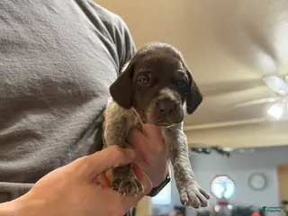 German Shorthaired Pointer dogs German Shorthaired Pointer Puppy 4 - Ad 5