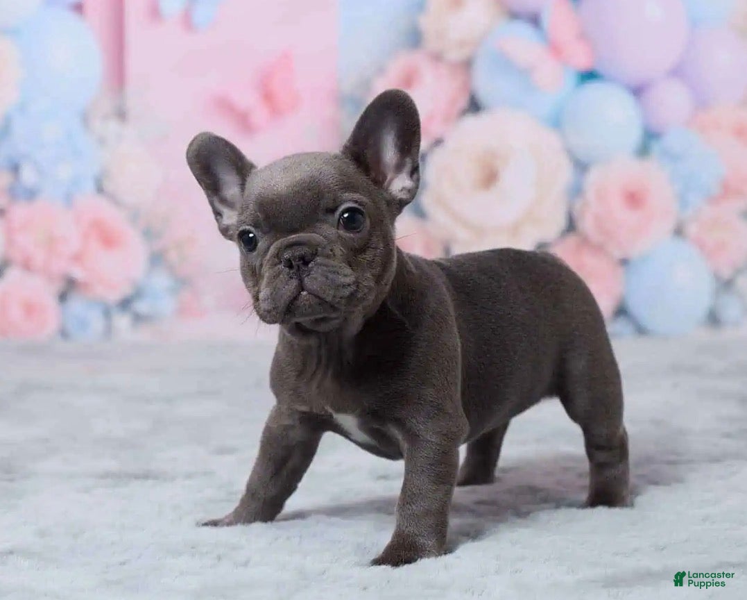 French Bulldog dogs Luna - Ad 2