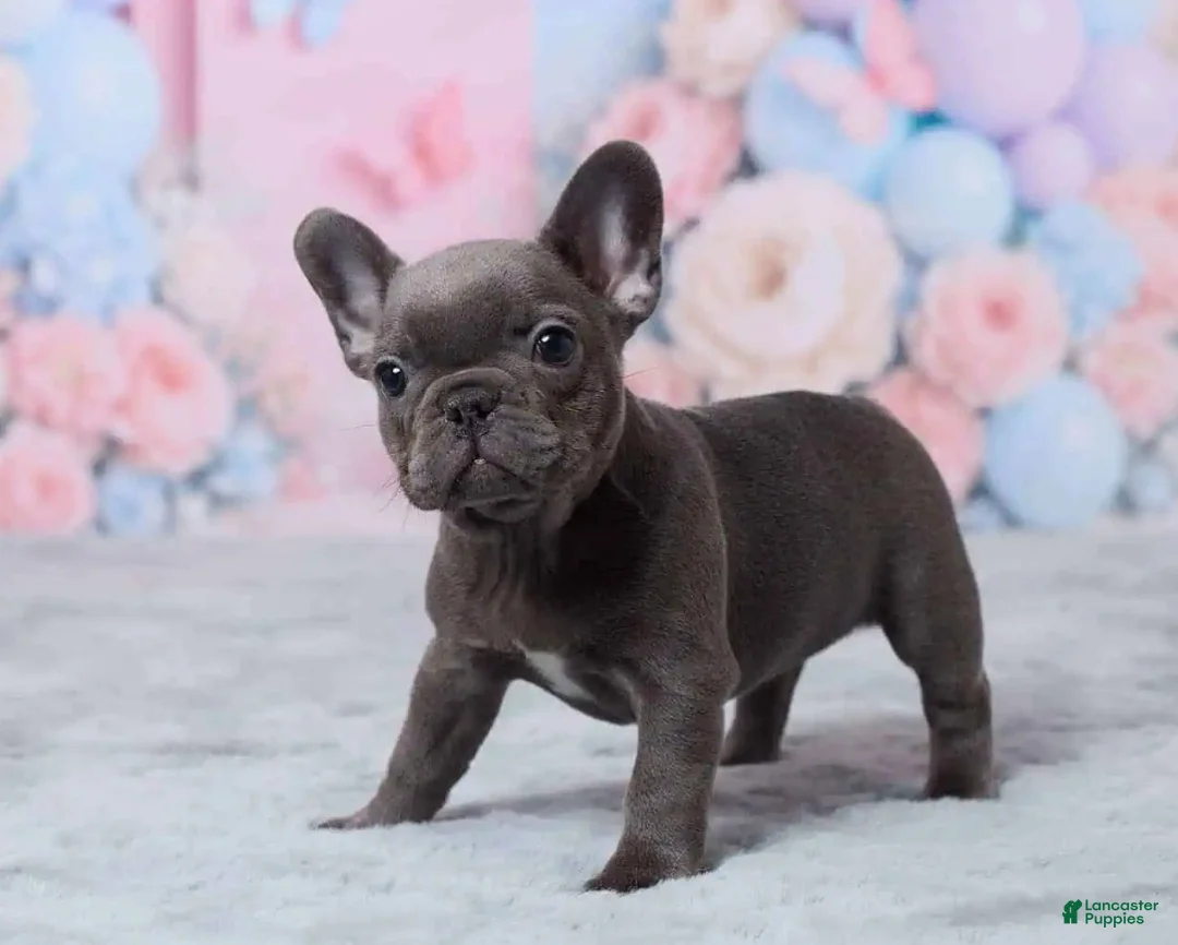 French Bulldog dogs for sale: Luna - Ad 2