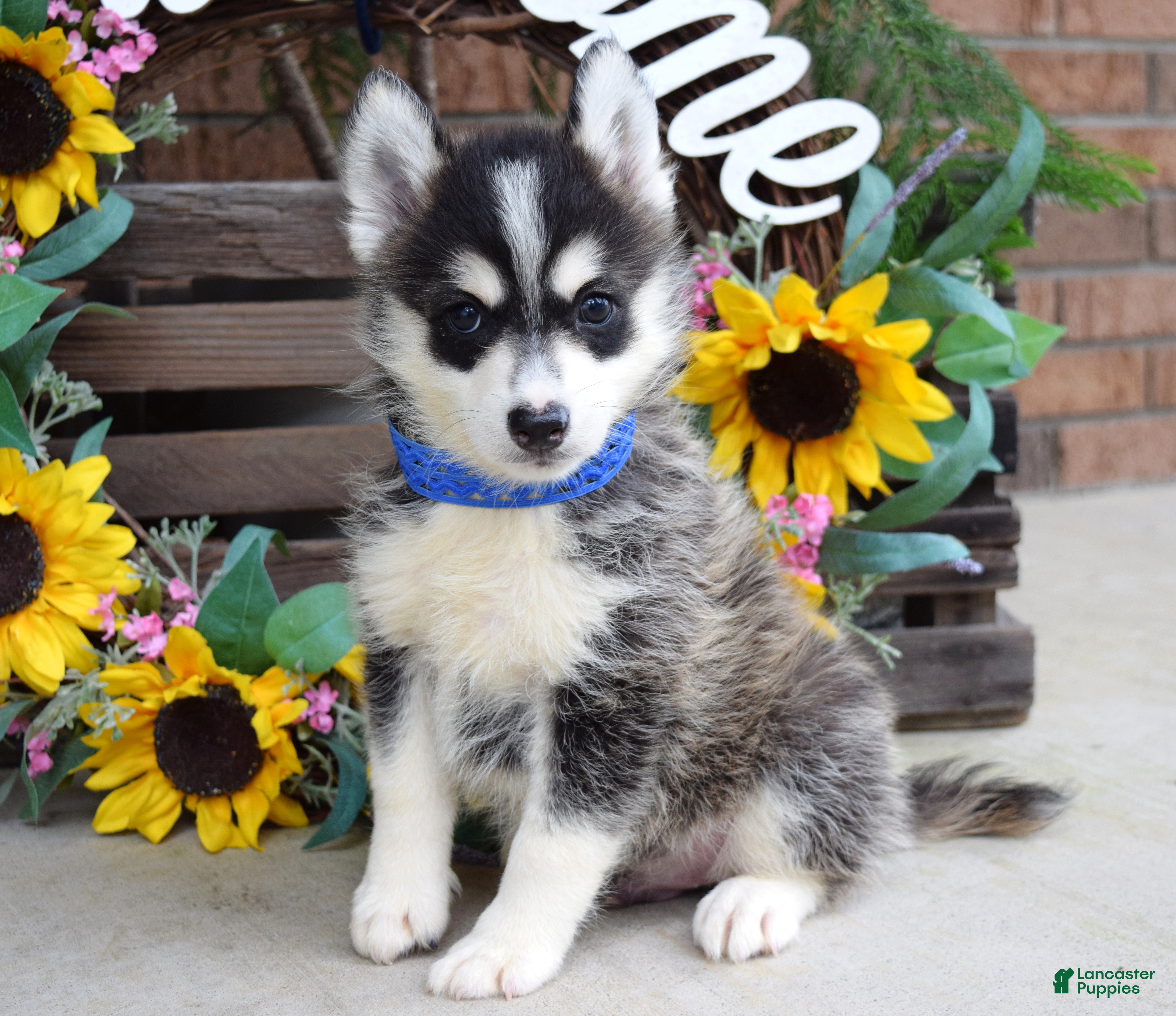 Pomsky dogs Parker  - Ad 2