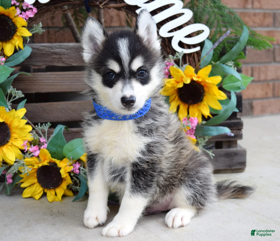 Pomsky dogs for sale: Parker  - Ad 2