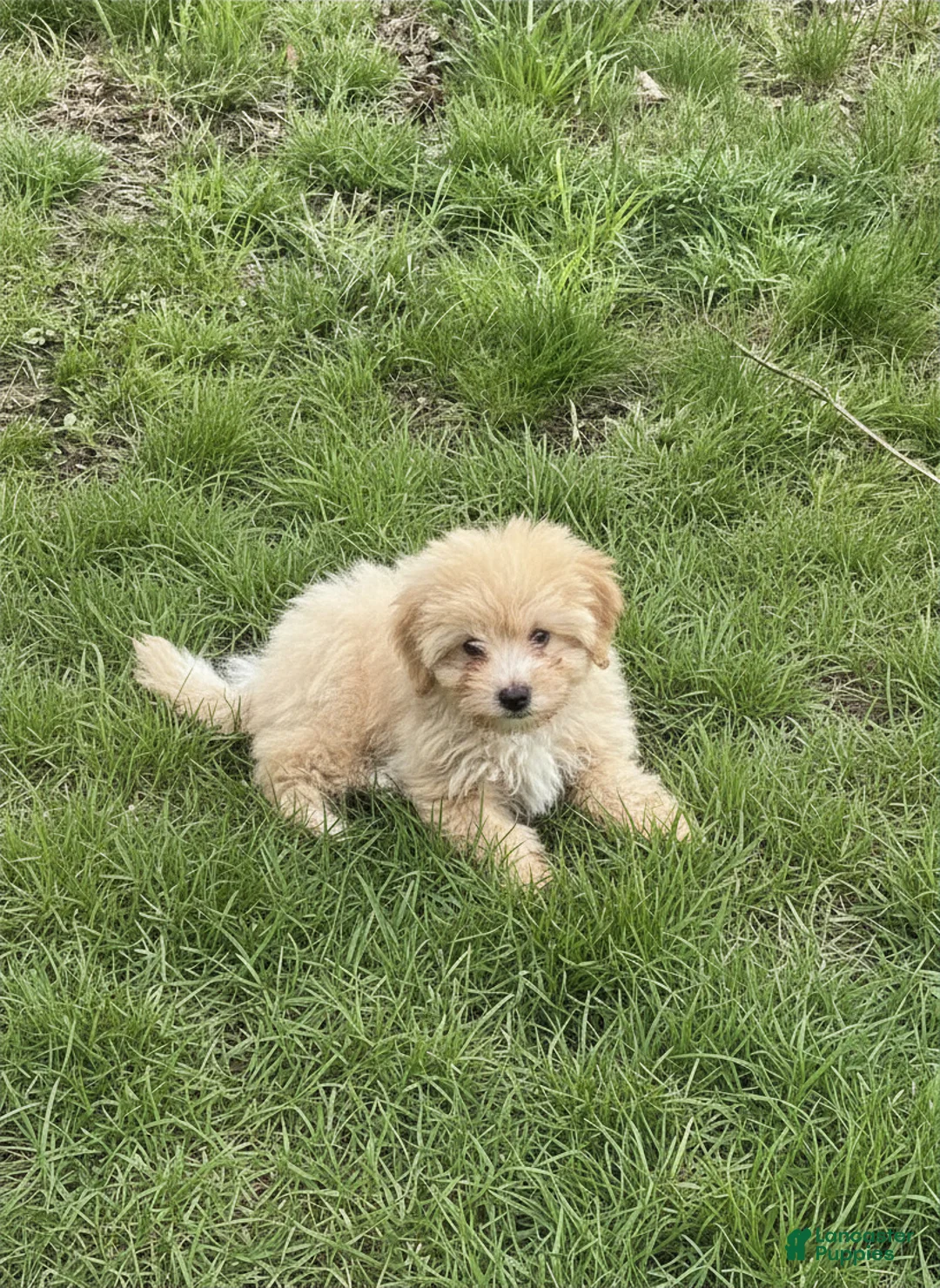 Toy Poodle dogs for sale: Vegeta - Ad 1