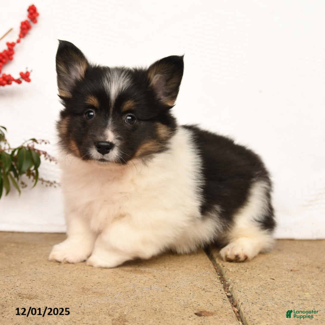 Welsh Corgi Pembroke dogs for sale: Pluto - Ad 1