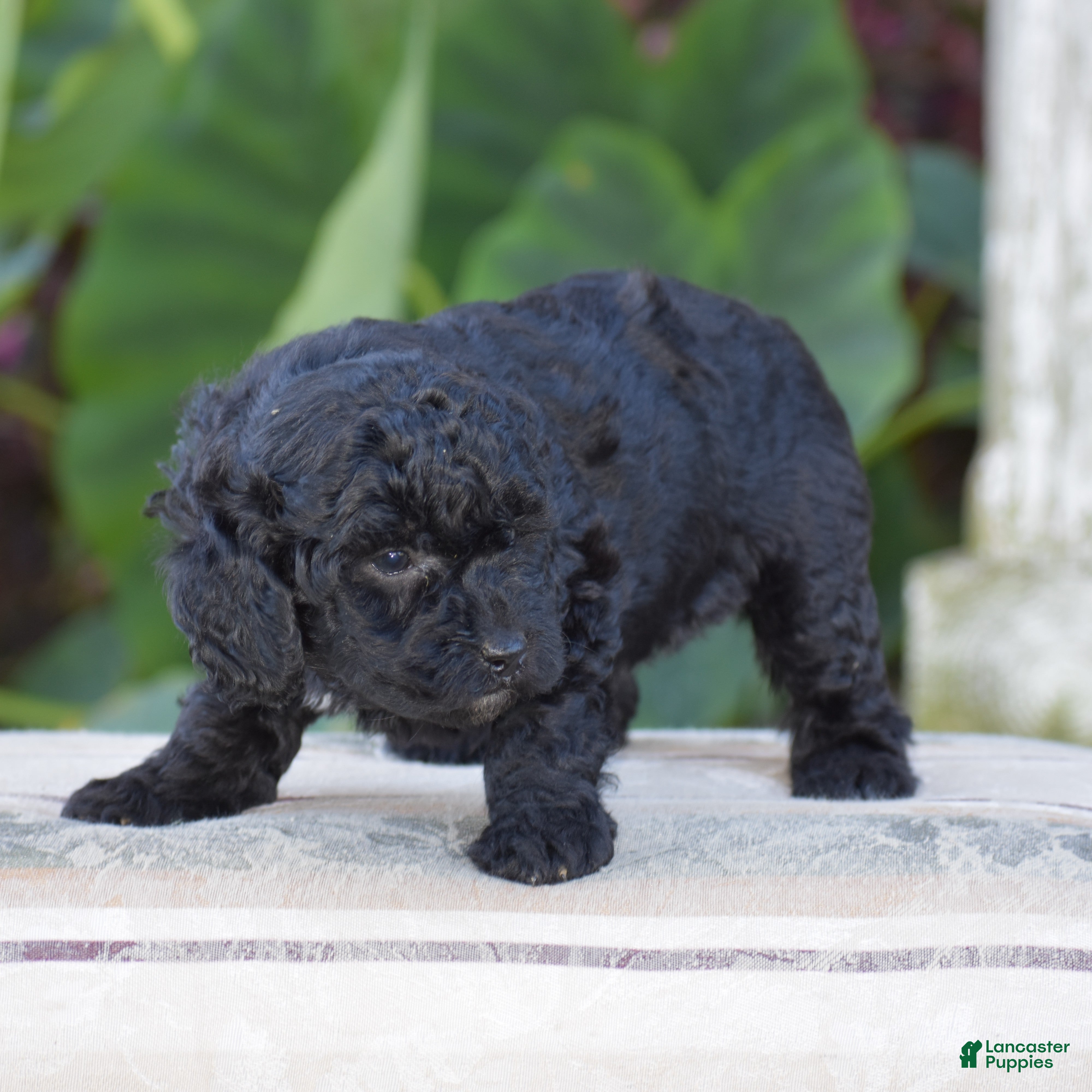 Mini Goldendoodle dogs Heidi - Ad 2