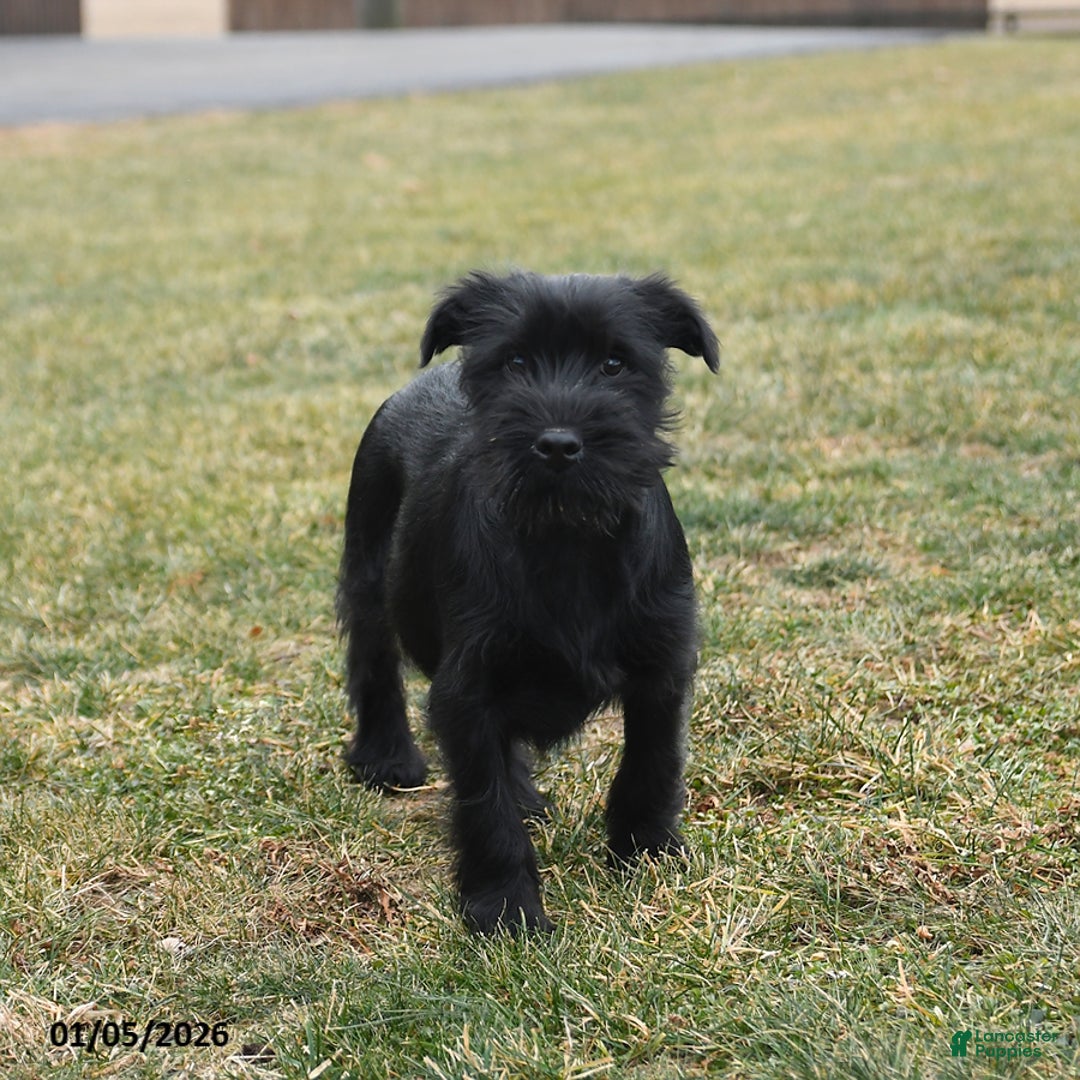 Standard Schnauzer dogs for sale: Prince   - Ad 1
