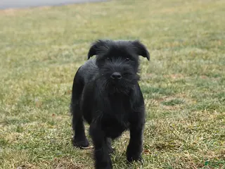 Standard Schnauzer dogs Prince - Ad 1