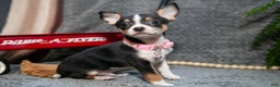 Chihuahua dogs for sale: Chico - Ad 1
