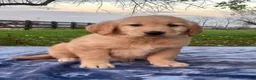 Golden Retriever dogs for sale: Maggie - Ad 3