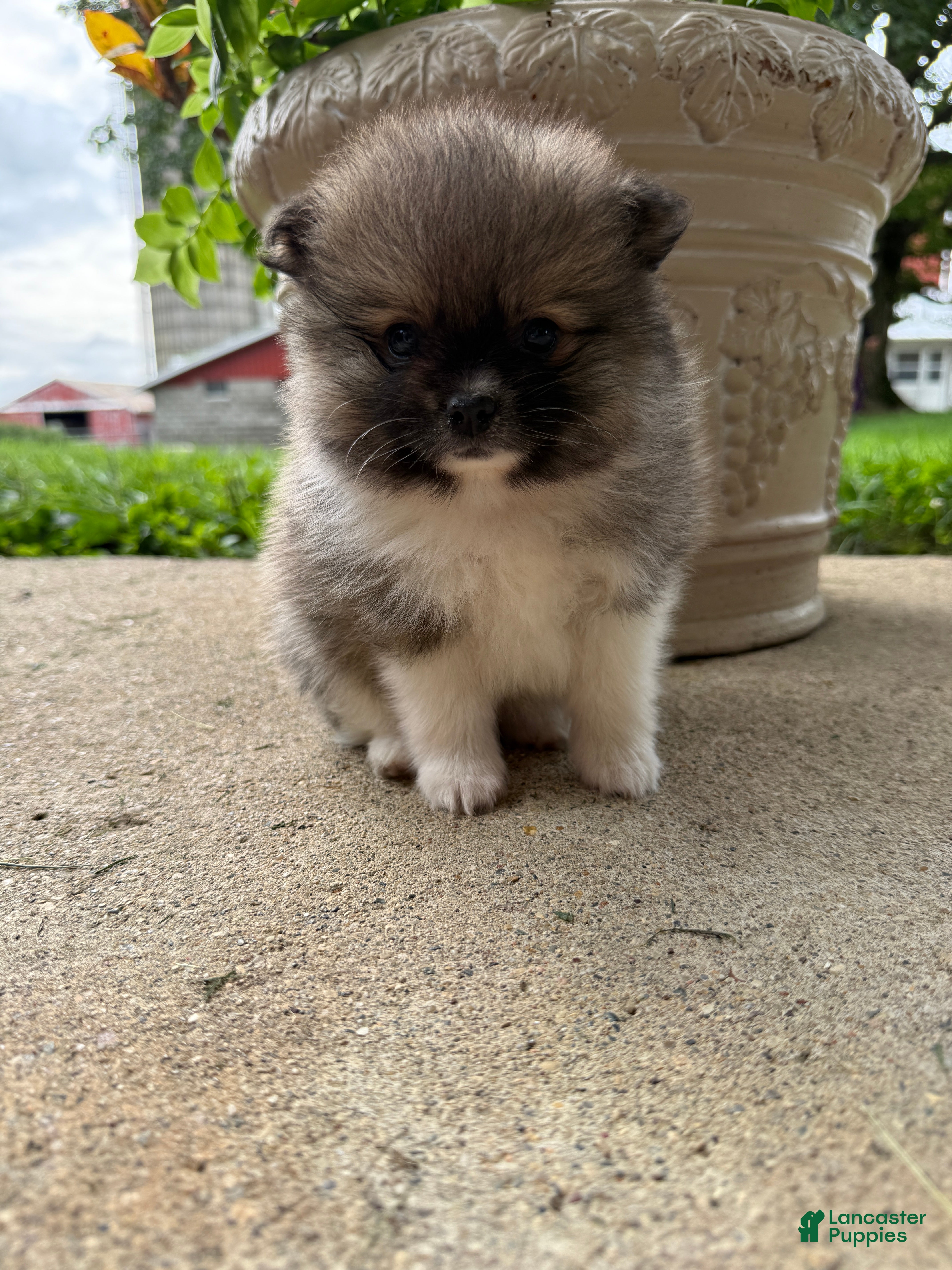 Pomeranian dogs Colton - Ad 1