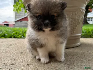 Pomeranian dogs Colton - Ad 1
