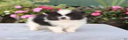 Pomeranian dogs for sale: Cream Puff - Ad 4