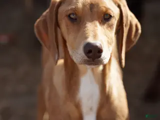 Mixed Breed dogs Creamsicle M RT - Ad 36