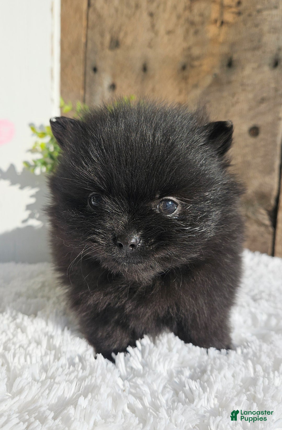 Pomeranian dogs for sale: Tinker - Ad 2