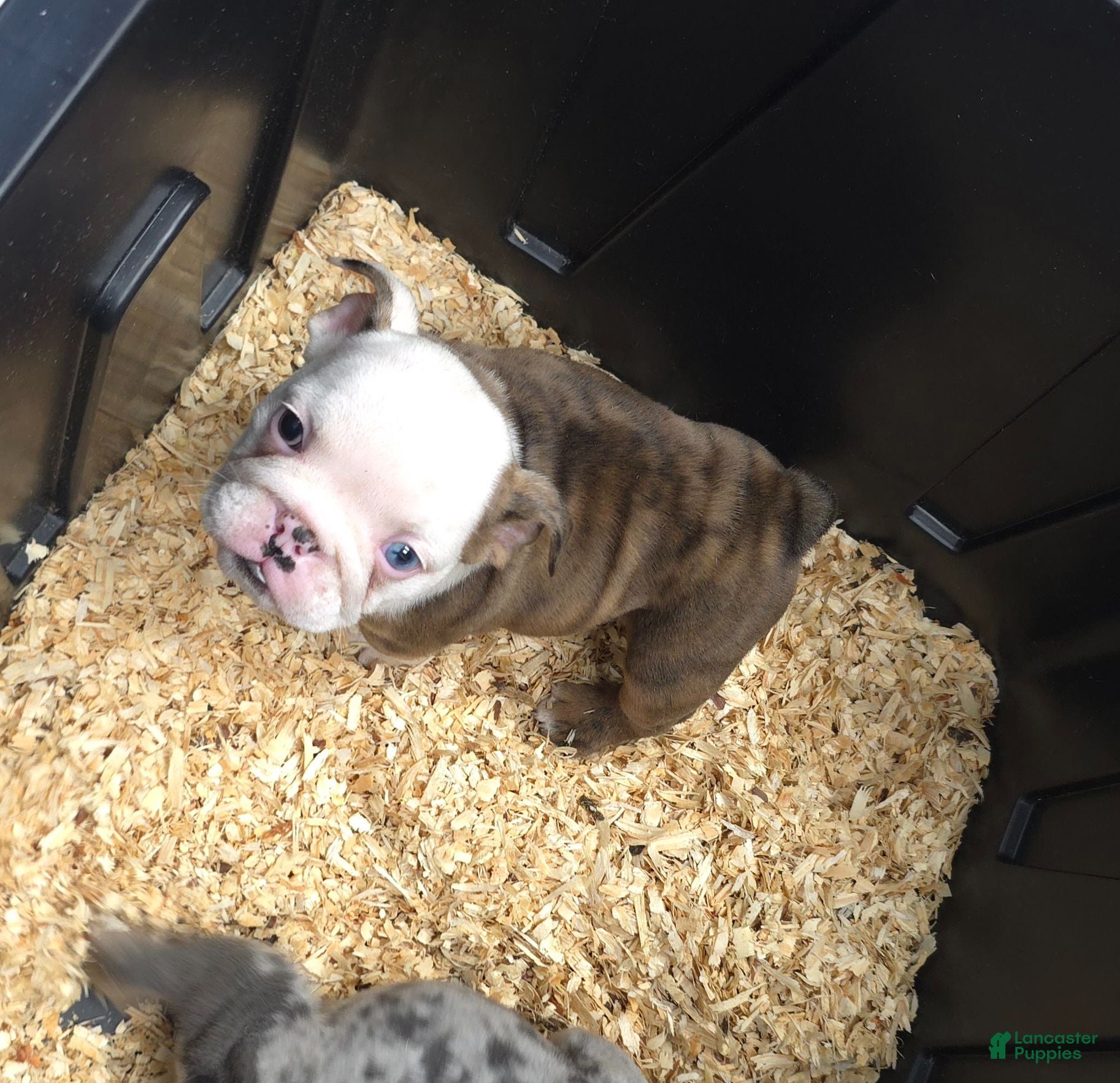 English Bulldog dogs Merle Female - Ad 2