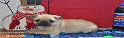 Pug dogs for sale: Billy - Ad 5