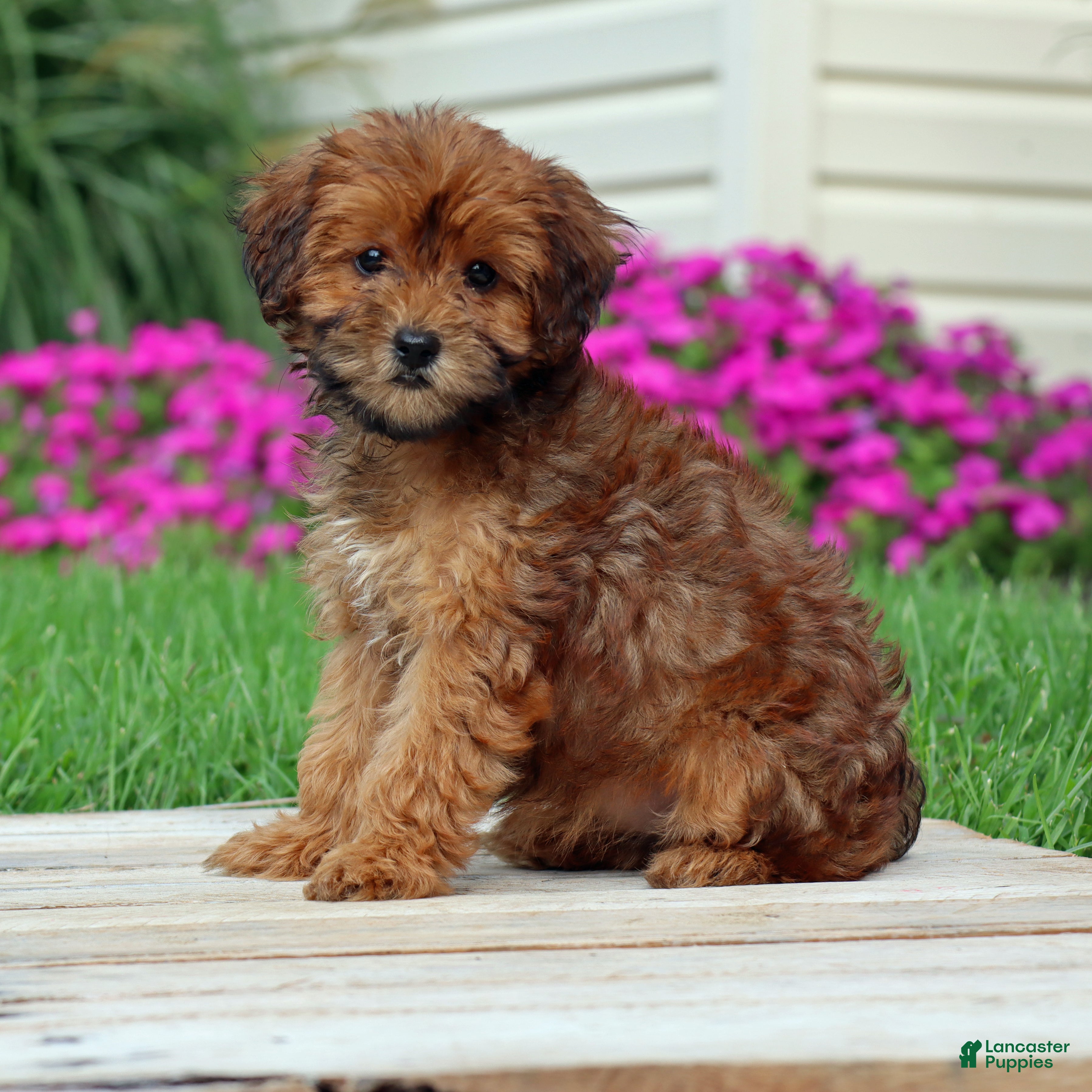 Yorkiepoo dogs Cinnamon - Ad 2