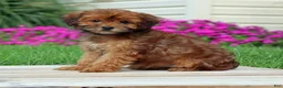 Yorkiepoo dogs for sale: Cinnamon - Ad 3