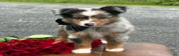 Toy Australian Shepherd dogs for sale: Tucker  - Ad 10