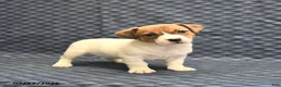 Jack Russell Terrier dogs for sale: Nola - Ad 3