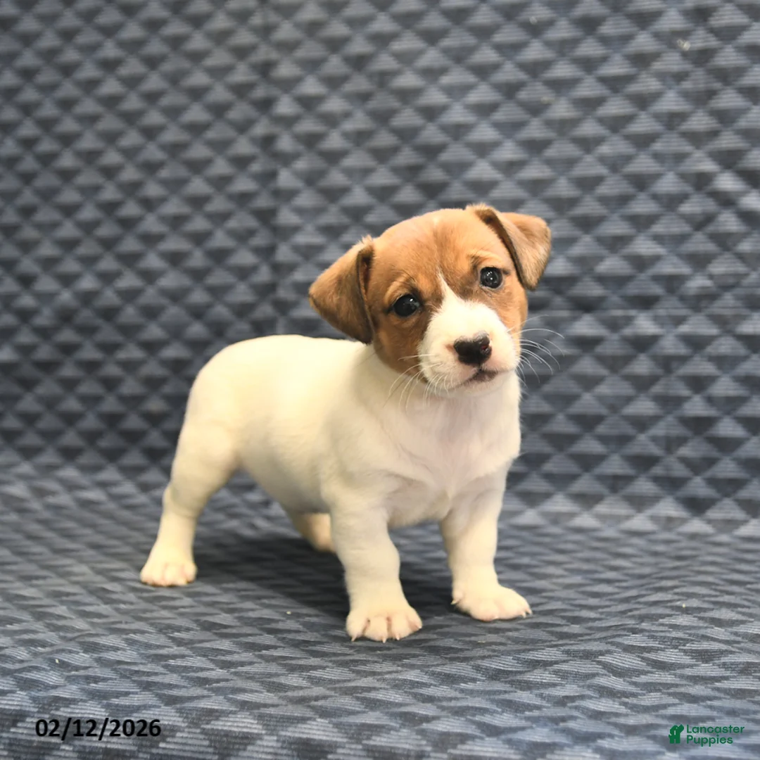 Jack Russell Terrier dogs for sale: Nola - Ad 3
