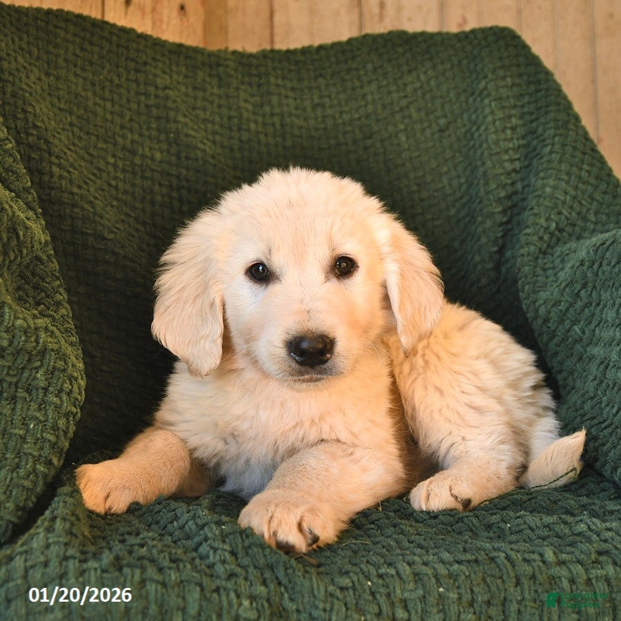 Mixed Breed dogs Ceaser  - Ad 2