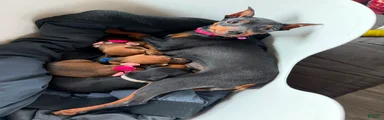 Miniature Pinscher 2