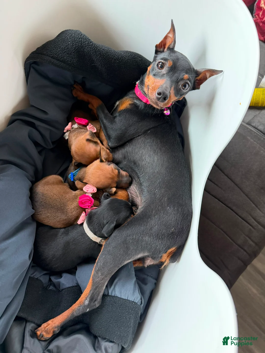 Miniature Pinscher dogs for sale: Miniature Pinscher 2 - Ad 1