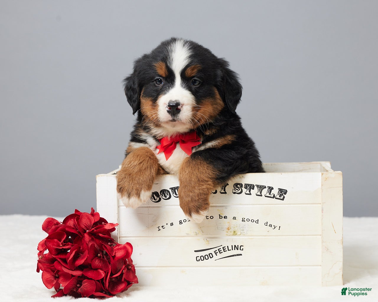 Bernese Mountain Dog dogs Fritz - Ad 42