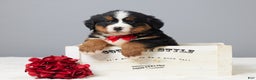 Bernese Mountain Dog dogs for sale: Fritz - Ad 1