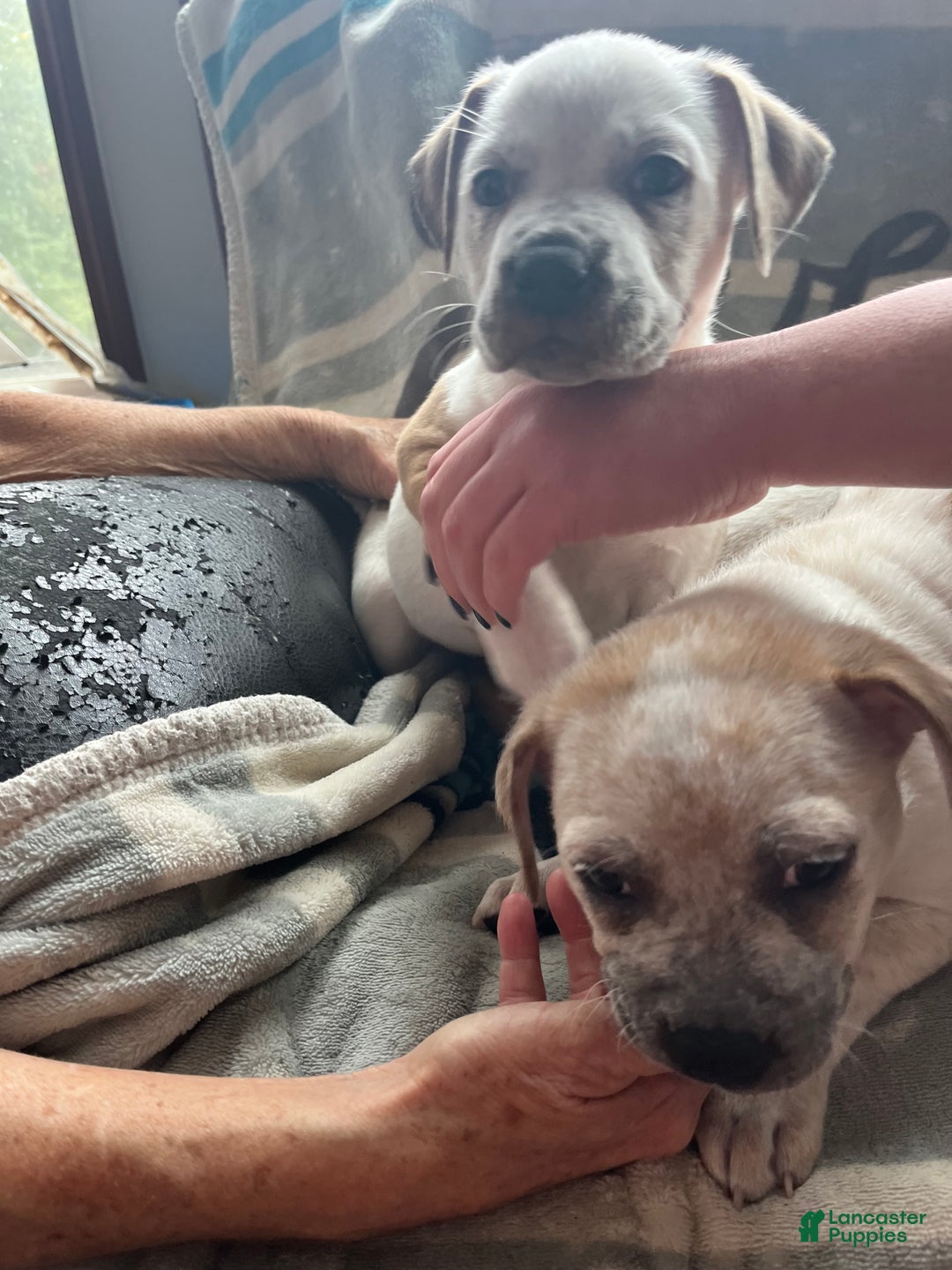 Mixed Breed dogs for sale: Mixed Breed Puppy 6 - Ad 7