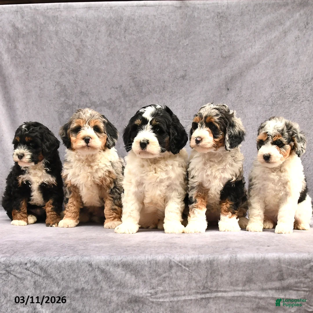 Mini Bernedoodle dogs for sale: Brandon - Ad 5