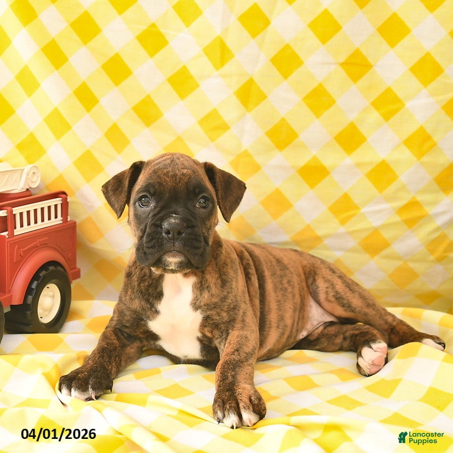 Boxer dogs Kirsten  - Ad 2