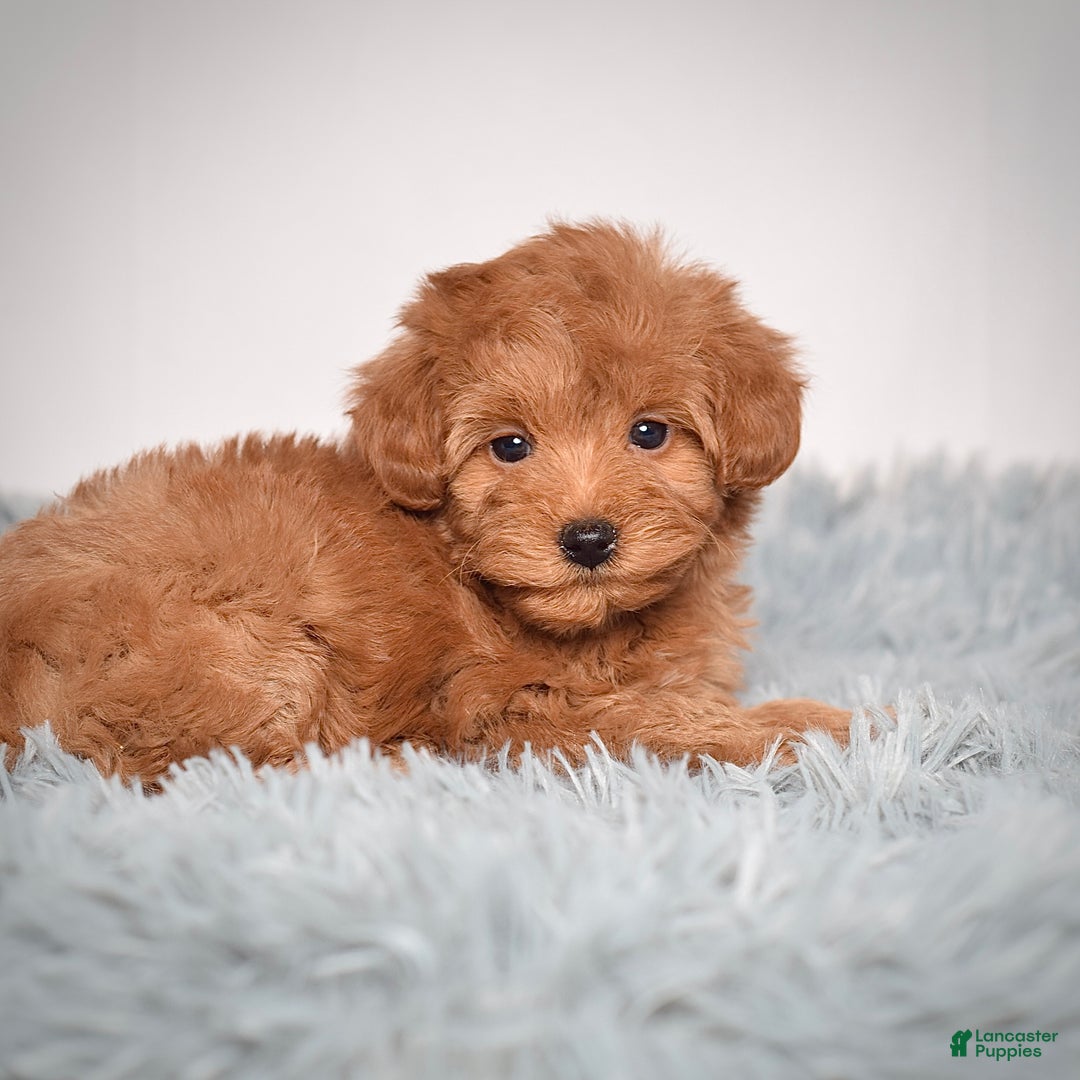 Mini Goldendoodle dogs for sale: Ms. Roxi - Ad 4