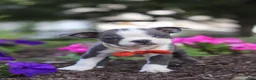 Boston Terrier dogs for sale: Bradie - Ad 7