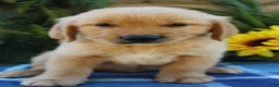 Golden Retriever dogs for sale: Rusty - Ad 5