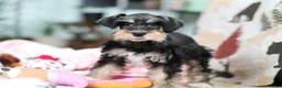 Miniature Schnauzer dogs for sale: Noah - Ad 12