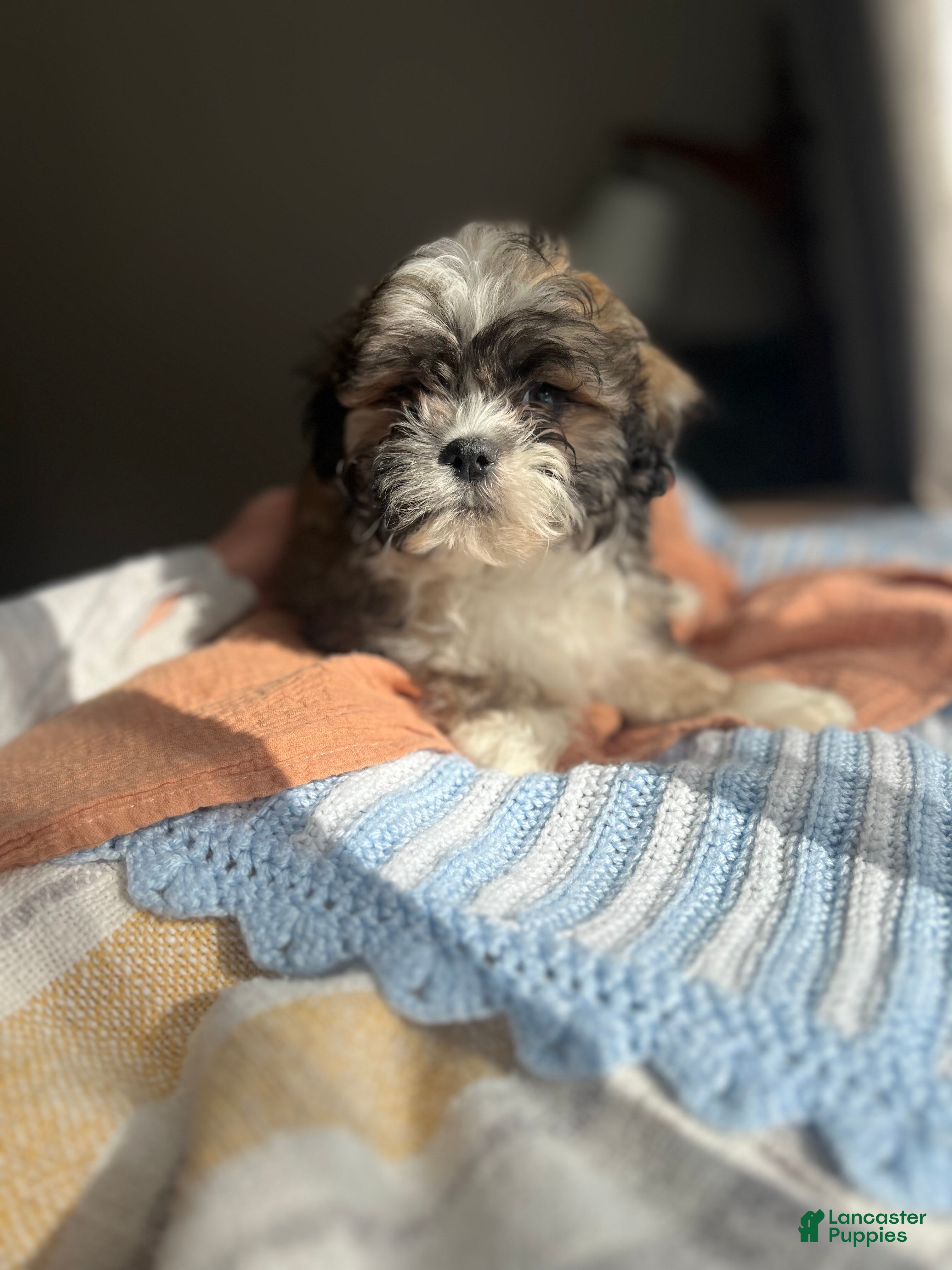 Teddy Bear dogs Ivy - Ad 36