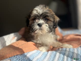 Teddy Bear dogs Ivy - Ad 36