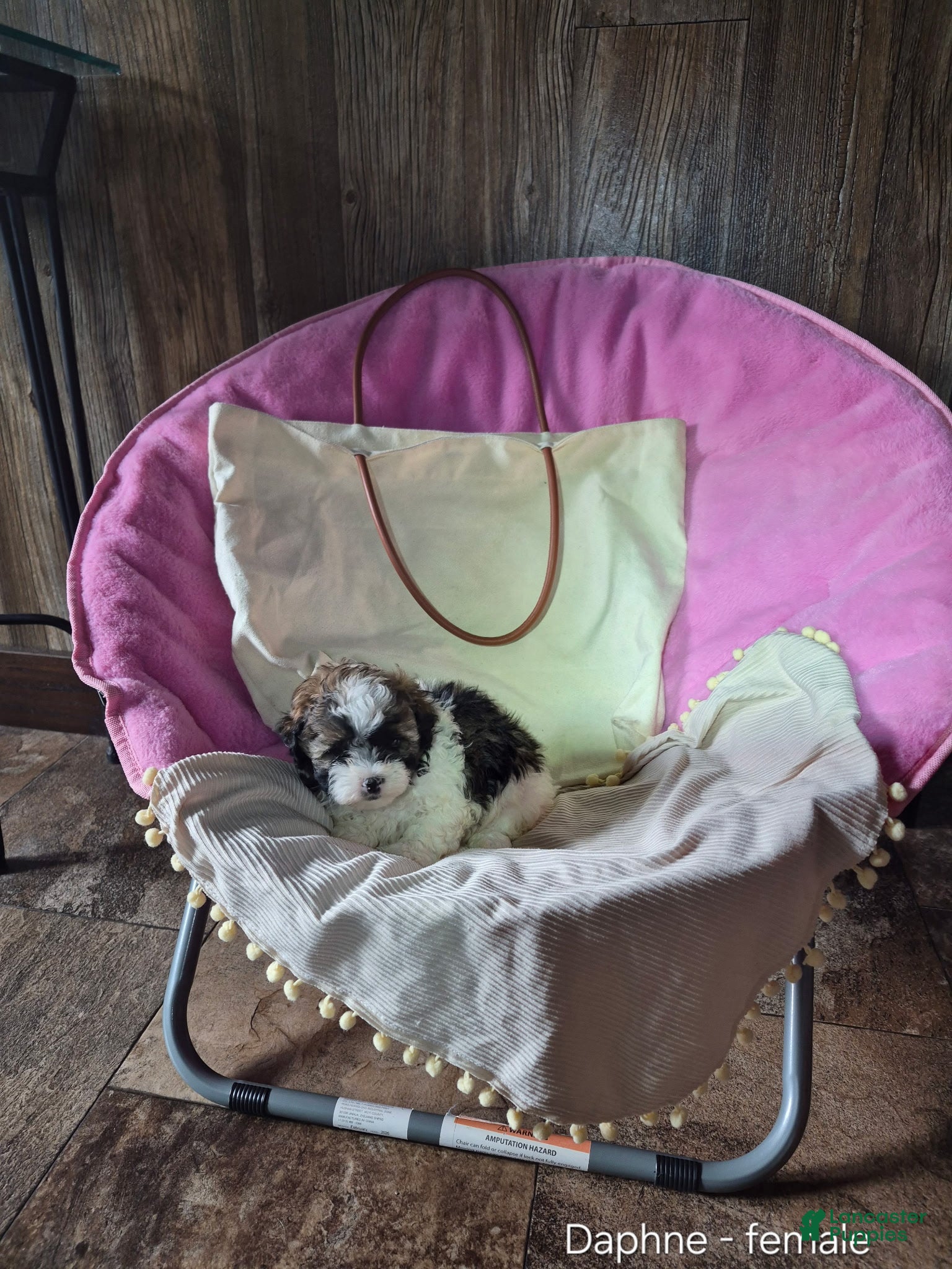 Shihpoo dogs Daphne - Ad 2
