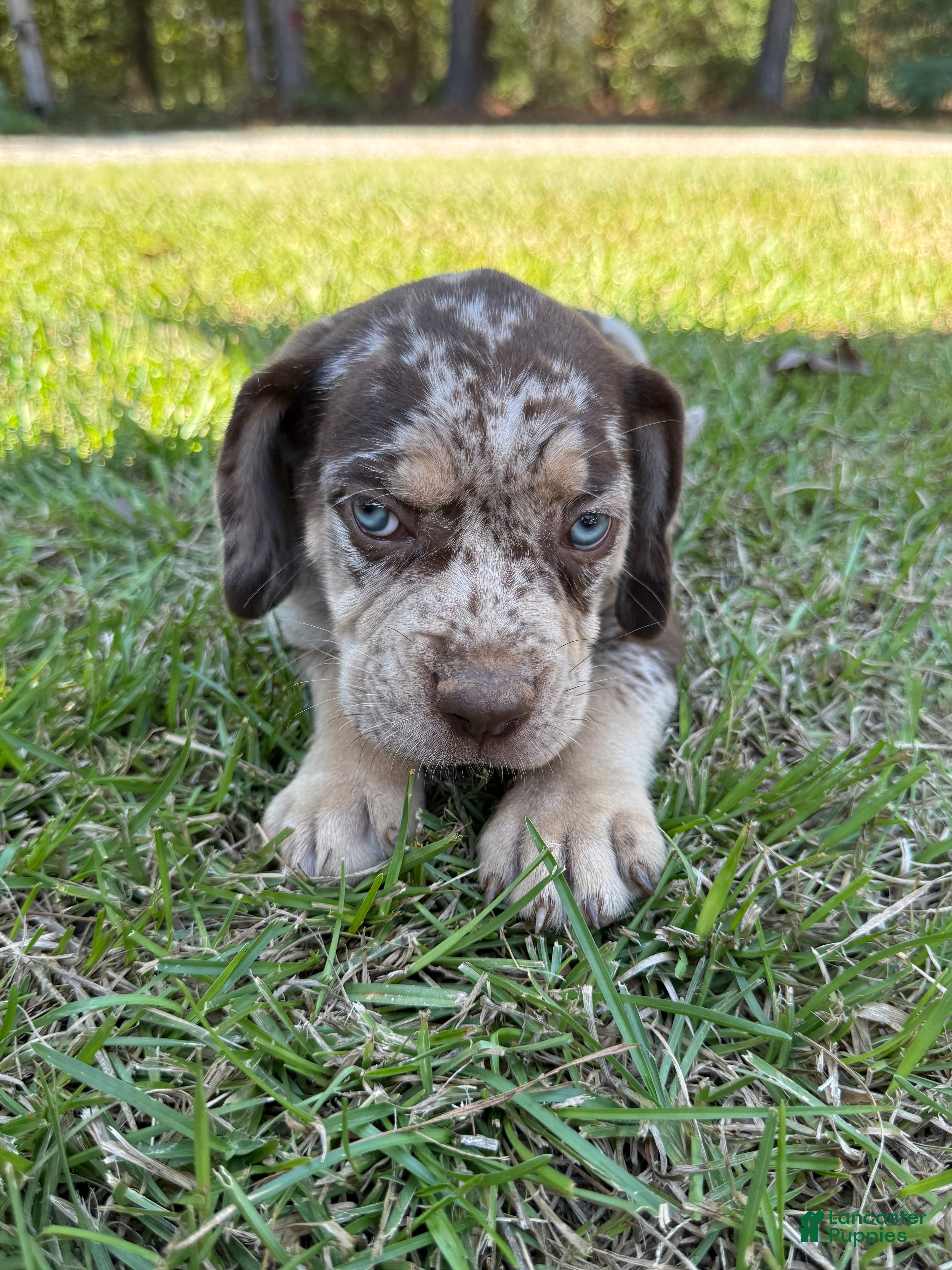 Catahoula Leopard Dog dogs for sale: Chunker aka Reddington “Red” - Ad 2