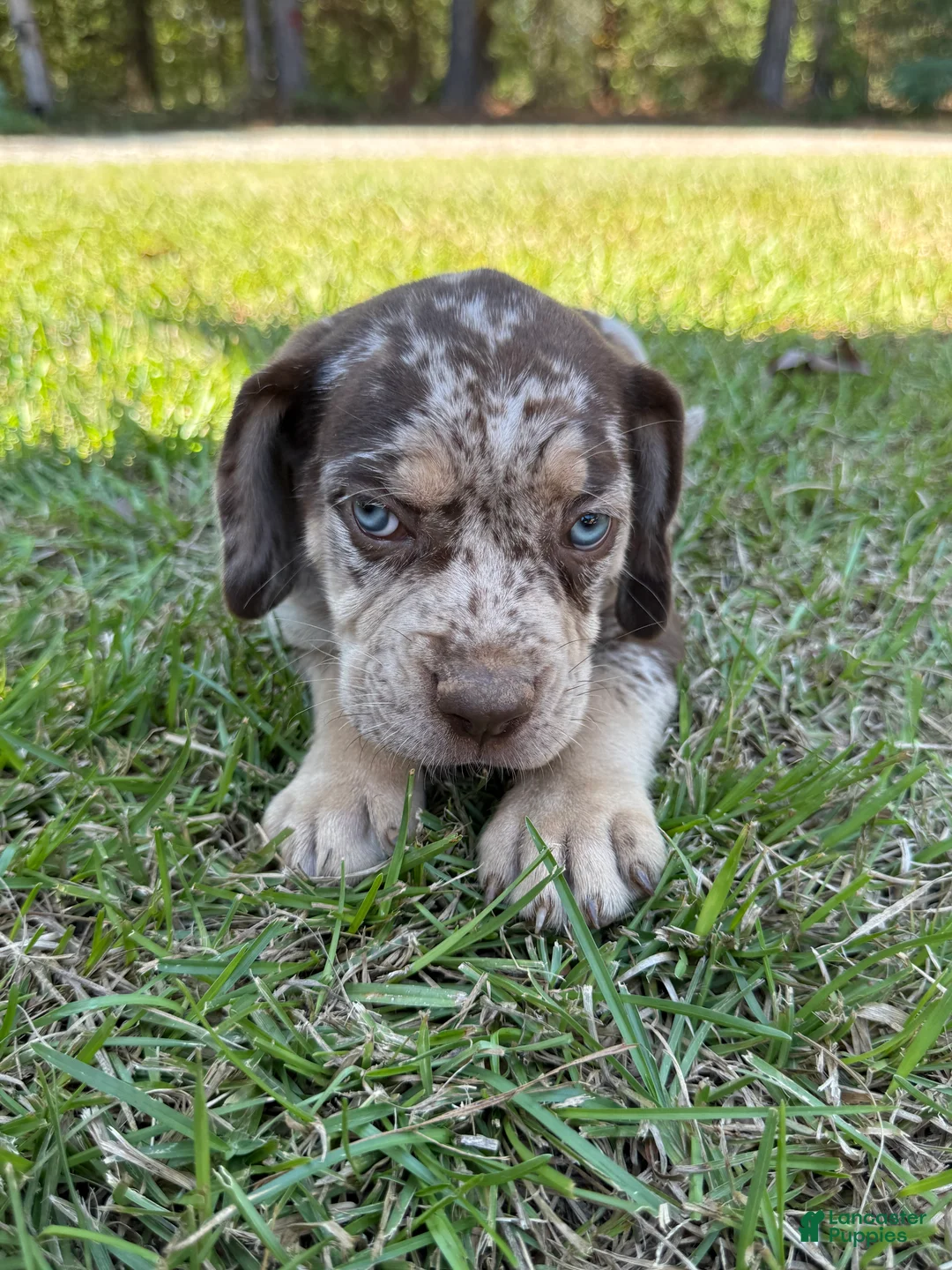 Catahoula Leopard Dog dogs for sale: Chunker aka Reddington “Red” - Ad 2