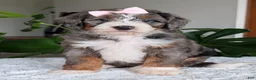 Mini Bernedoodle dogs for sale: Mini Indy - Ad 5